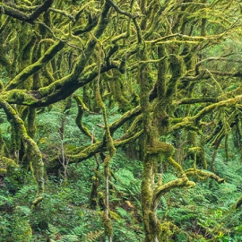 Gomera-3