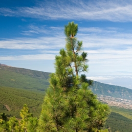 Teide-5