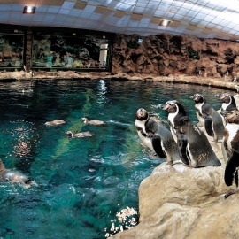 lp pinguinos2