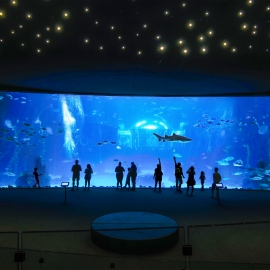 pdm deepsea (21) gr